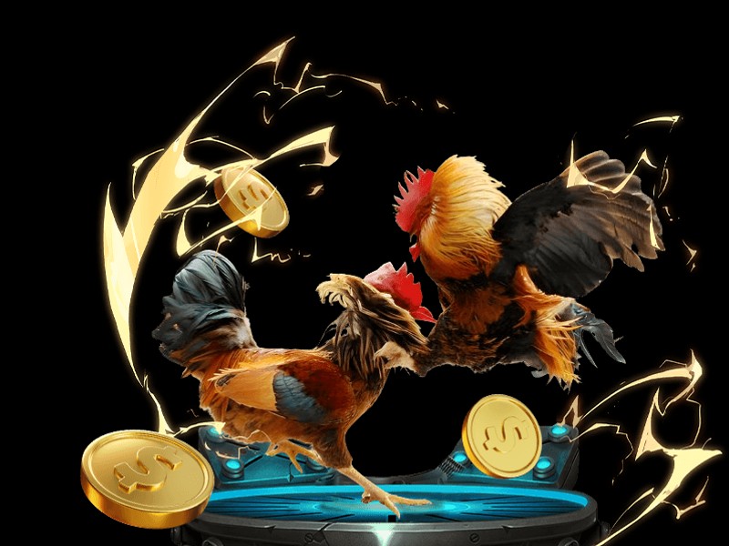 Mẹo cá cược đá gà hiệu quả